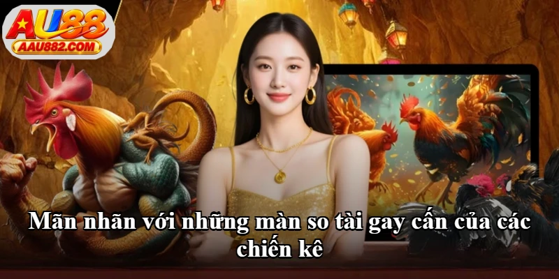 Mãn nhãn với những màn so tài gay cấn của các chiến kê Mãn nhãn với những màn so tài gay cấn của các chiến kê