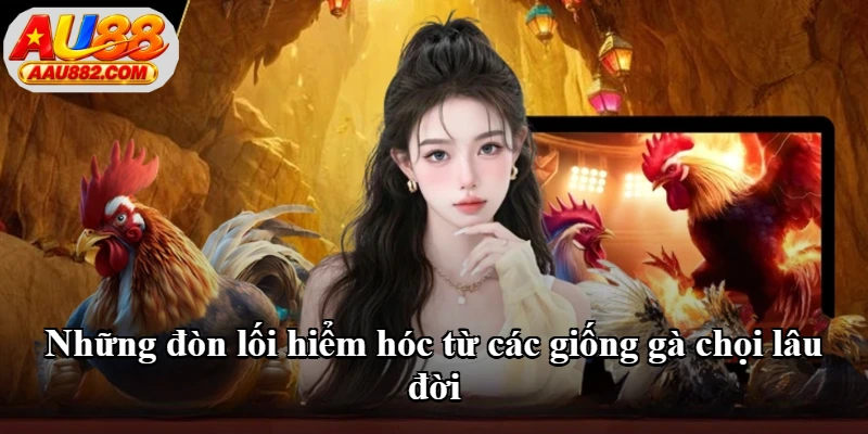 Những đòn lối hiểm hóc từ các giống gà chọi lâu đời Những đòn lối hiểm hóc từ các giống gà chọi lâu đời