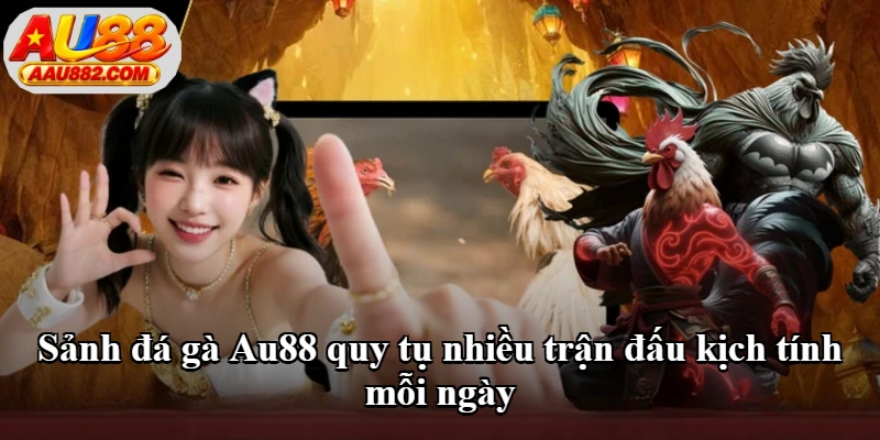 Sảnh đá gà Au88 quy tụ nhiều trận đấu kịch tính mỗi ngày Sảnh đá gà Au88 quy tụ nhiều trận đấu kịch tính mỗi ngày